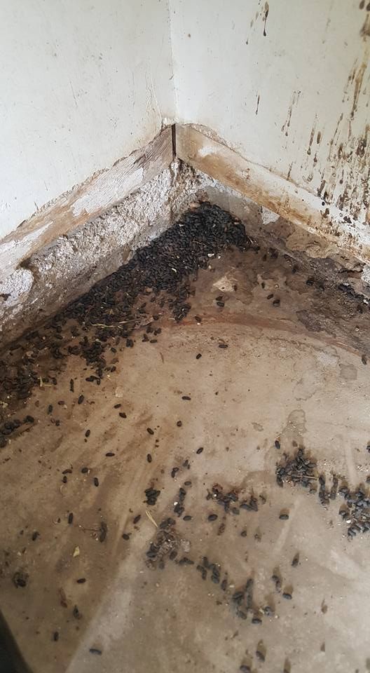 10 Proven Pest Control Tips to Keep Your Home Clean and Safe